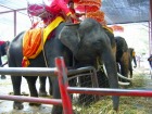 乗客を待つアユタヤの象たち