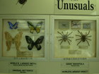 展示室には蝶以外に、蜘蛛などもある