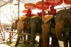 スタンバイして乗客を待つ象たち