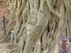 木の根で覆われた仏頭で知られる仏教寺院の廃墟