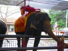 タイではマストの象乗り体験（別料金）