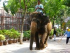 動物園内を練り歩くタイの象