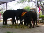 タイで象とのひと時をお過ごしください