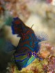 ニシキテグリ