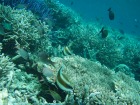 色鮮やかな熱帯魚や珊瑚礁などがあふれるパラオの海