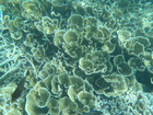 南国ならではの元気なサンゴ礁と魚たち