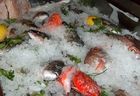 新鮮な魚介類が自慢のマングローヴィァ