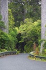 自然遺産の一つとして見守られるカウリ