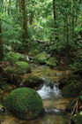 ケアンズの世界遺産、熱帯雨林を存分に満喫