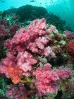 お花畑のような珊瑚が美しいタイの海