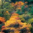 紅葉が美しい龍慶峡