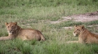 国立公園へ野生のライオンなどを探しに行きます