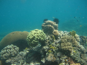 グレートバリアリーフの珊瑚を満喫