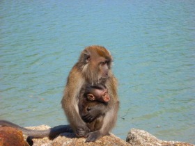 自然たっぷりのマレーシアの島で猿の親子に遭遇
