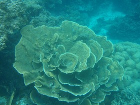 バラのような珊瑚が見られるロックアイランド周辺