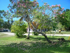 南国らしいカラフルな花が咲き誇るペリリュー島