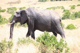 マサイマラ国立保護区とナクル湖国立公園で野生動物探し