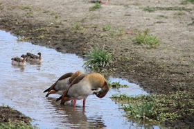 鳥たちが平和に過ごすンゴロンゴロ自然保護区