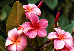 プルメリアなどのハワイらしい植物や花もたくさん
