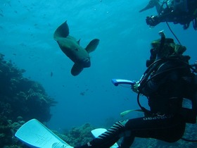 ツサダイブで行くグレートバリアリーフダイビング