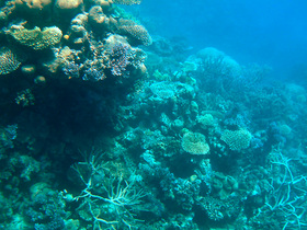 透明度の高い海と豊かな珊瑚礁は見飽きない景色