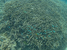 グレートバリアリーフの珊瑚礁は元気です！