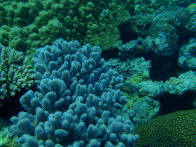 ずーっと見ていても飽きない色とりどりの珊瑚たち