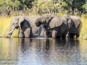 オカバンゴデルタでは象などの大型動物にも出会うことができます