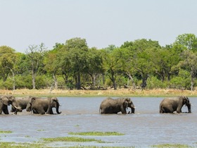 オカバンコデルタにて、象の大群に出会えるチャンス