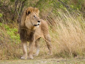 モレミ動物保護区では、ライオンを始めとするさまざまな動物に出会えます