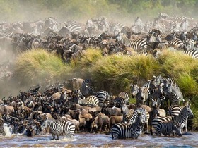 タンザニアのセレンゲティ国立公園はグレートミグレーションの舞台