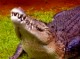入江ワニに大接近