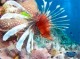 海の中はこんなに綺麗！