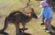 カンガルーとの触れ合い