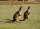 ワラビーやカンガルーも多い