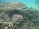 珊瑚に隠れた魚を探してみて