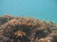 たくさんの魚の群れ！