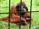 オランウータン