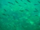 熱帯魚♪♪♪
