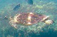 半潜水艇でウミガメと遭遇！