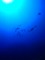 感動的な海の世界