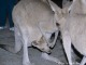 赤ちゃんカンガルーに会えるかも!?