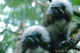 手のひらサイズのワタボウシタマリン