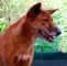 犬ではなくて、ディンゴです