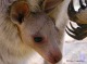 赤ちゃんカンガルーに会えるかも