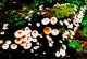 亜熱帯雨林特有の植物
