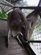 カンガルーとも触れ合える