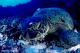 ウミガメ
