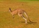 野生のカンガルー