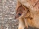 ワラビーの赤ちゃん